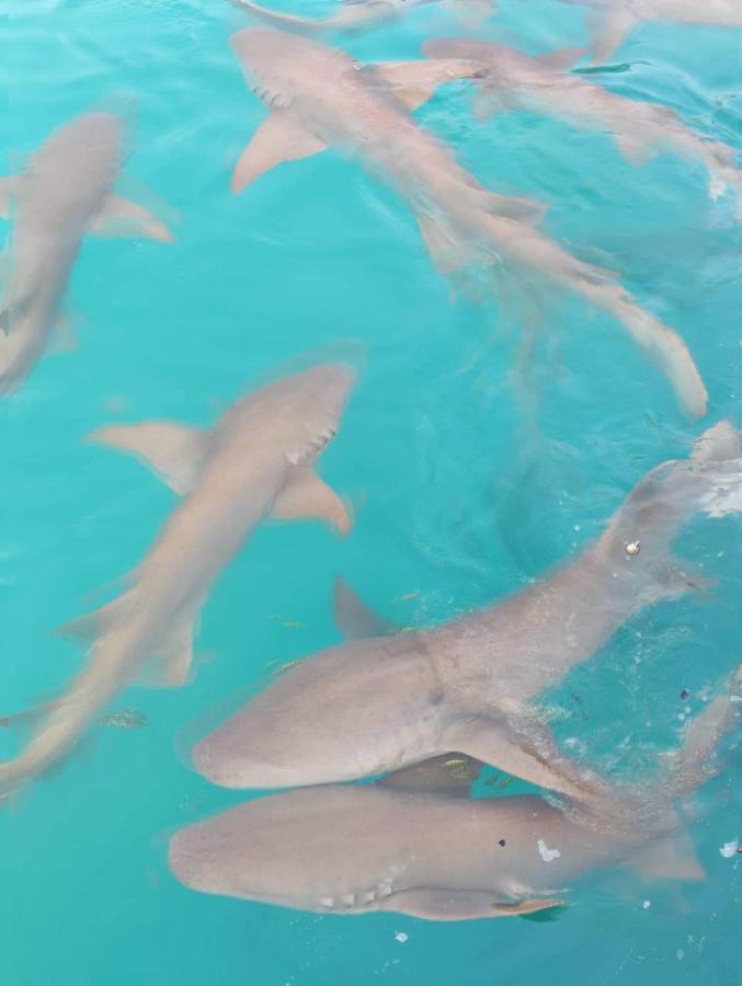 Rashuthere Maldives Rasdhoo Zewnętrze zdjęcie