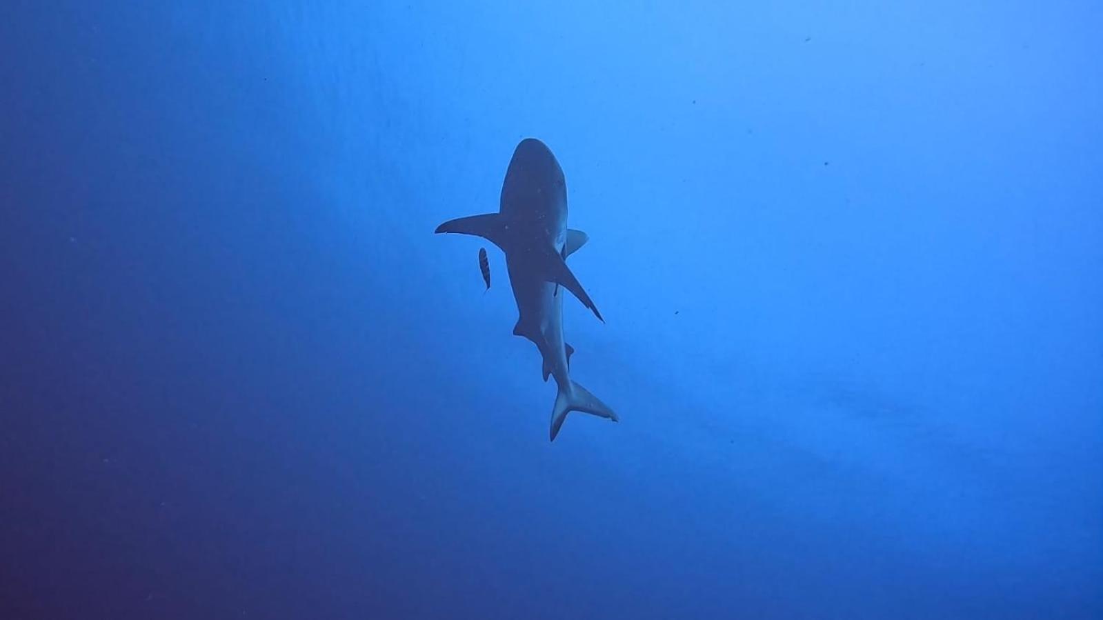 Rashuthere Maldives Rasdhoo Zewnętrze zdjęcie