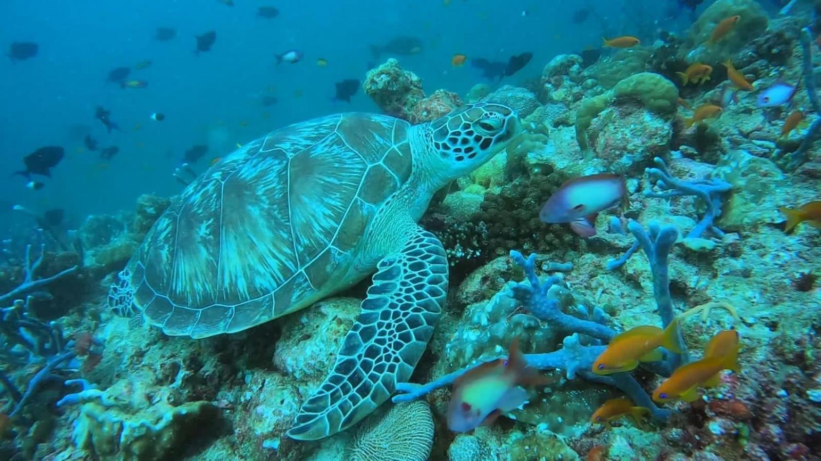 Rashuthere Maldives Rasdhoo Zewnętrze zdjęcie