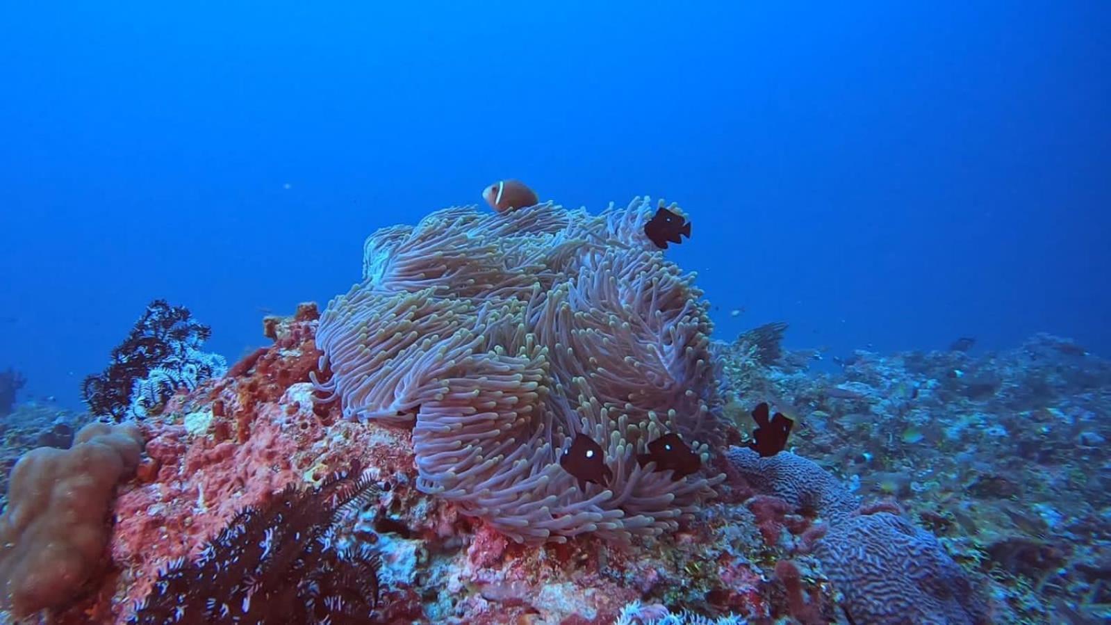 Rashuthere Maldives Rasdhoo Zewnętrze zdjęcie