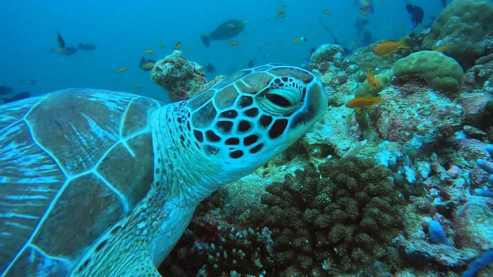 Rashuthere Maldives Rasdhoo Zewnętrze zdjęcie
