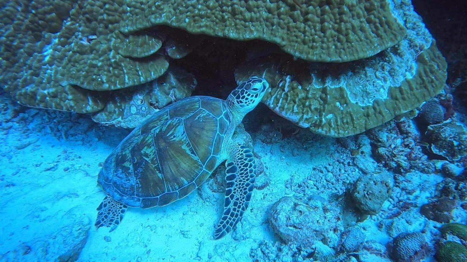 Rashuthere Maldives Rasdhoo Zewnętrze zdjęcie